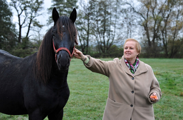 Hengst von Saint Cyr u.d. Pr. u. StPrSt. Grace Note v. Alter Fritz - Foto: Beate Langels - Trakehner Gestt Hmelschenburg