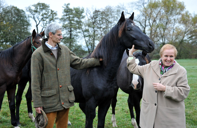 Hengst von Saint Cyr u.d. Pr. u. StPrSt. Grace Note v. Alter Fritz - Foto: Beate Langels - Trakehner Gestt Hmelschenburg