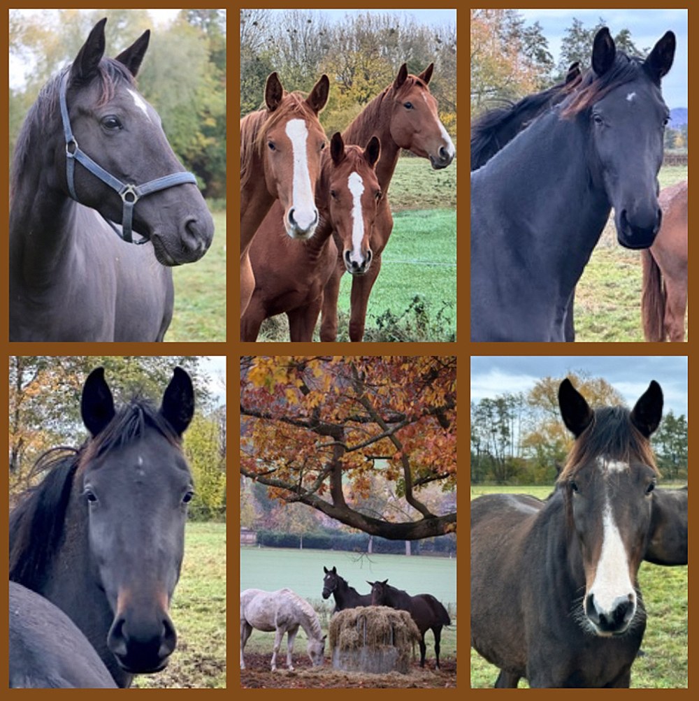 Impressionen - November 2025 - Trakehner Gestt Hmelschenburg  - Foto: Beate Langels