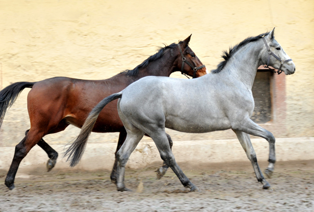 Perano von Hofrat x Herzzauber, Trakehner Gestt Hmelschenburg - Foto: Beate Langels