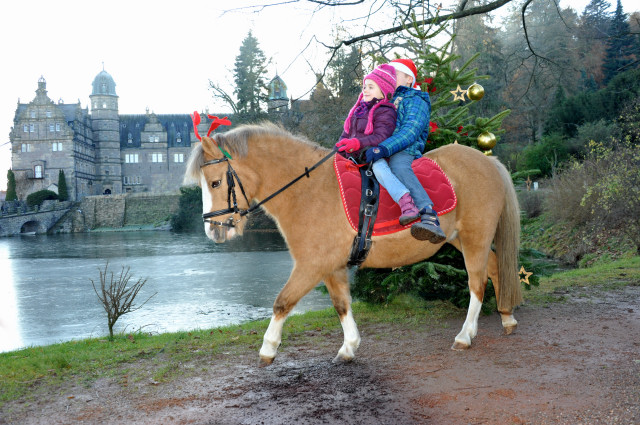 Die Jngsten aus dem Hause Langels - Greta und Jasper - Trakehner Gestt Hmelschenburg - Foto: Beate Langels