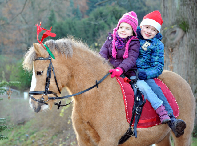 Die Jngsten aus dem Hause Langels - Greta und Jasper - Trakehner Gestt Hmelschenburg - Foto: Beate Langels