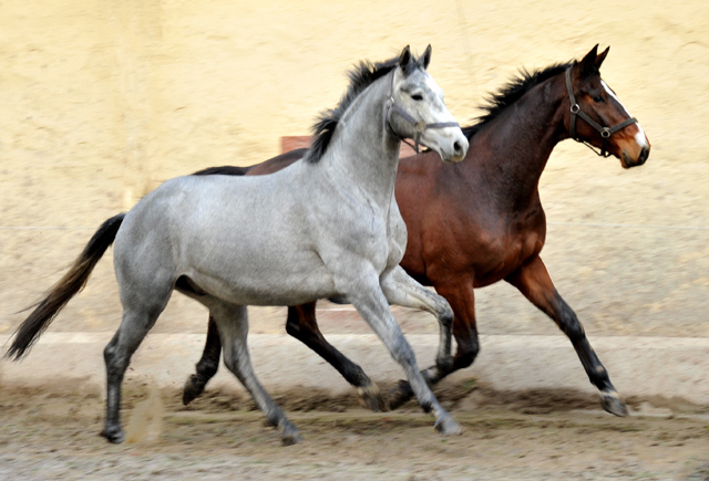 Perano von Hofrat x Herzzauber, Trakehner Gestt Hmelschenburg - Foto: Beate Langels