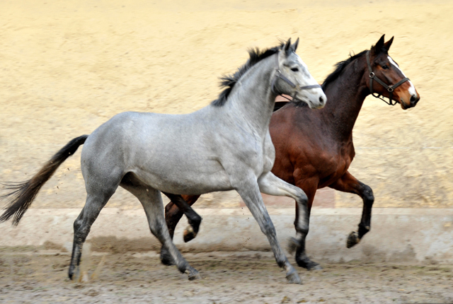 Perano von Hofrat x Herzzauber, Trakehner Gestt Hmelschenburg - Foto: Beate Langels