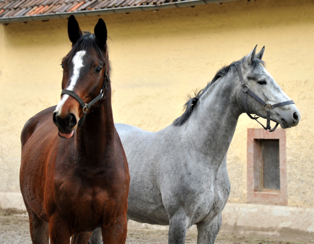 Perano von Hofrat x Herzzauber, Trakehner Gestt Hmelschenburg - Foto: Beate Langels