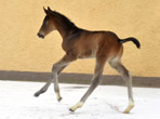 Februar Impressionen 2012 - Foto Beate Langels - Trakehner Gestt Hmelschenburg