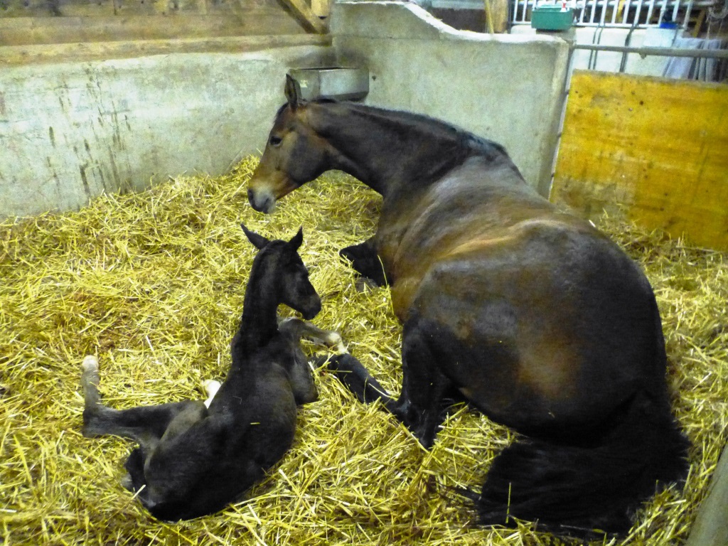 20. Mrz 2016 - Stutfohlen von Saint Cyr u.d. Henrica v. Cadeau - Foto: Dr. Pigisch