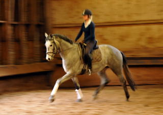 gerade angeritten: Perano von Hofrat x Herzzauber, Trakehner Gestt Hmelschenburg - Foto: Beate Langels