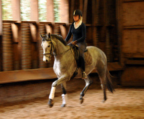 gerade angeritten: Perano von Hofrat x Herzzauber, Trakehner Gestt Hmelschenburg - Foto: Beate Langels