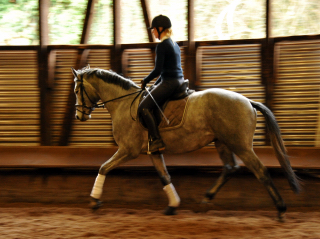 gerade angeritten: Perano von Hofrat x Herzzauber, Trakehner Gestt Hmelschenburg - Foto: Beate Langels