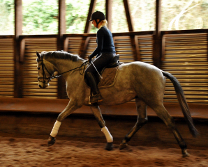 gerade angeritten: Perano von Hofrat x Herzzauber, Trakehner Gestt Hmelschenburg - Foto: Beate Langels