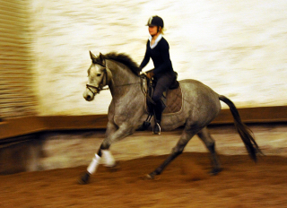 gerade angeritten: Perano von Hofrat x Herzzauber, Trakehner Gestt Hmelschenburg - Foto: Beate Langels