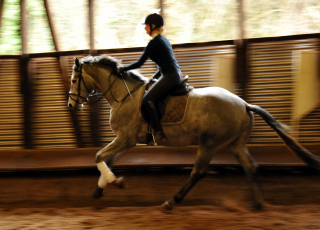 gerade angeritten: Perano von Hofrat x Herzzauber, Trakehner Gestt Hmelschenburg - Foto: Beate Langels