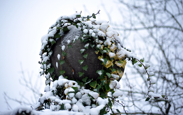 Schloss Hämelschenburg am 3. Januar 2016 -
Trakehner Gestüt Hämelschenburg