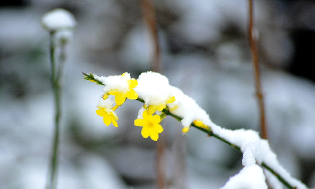 Schloss Hämelschenburg am 3. Januar 2016 am 3. Januar 2016 -
Trakehner Gestüt Hämelschenburg