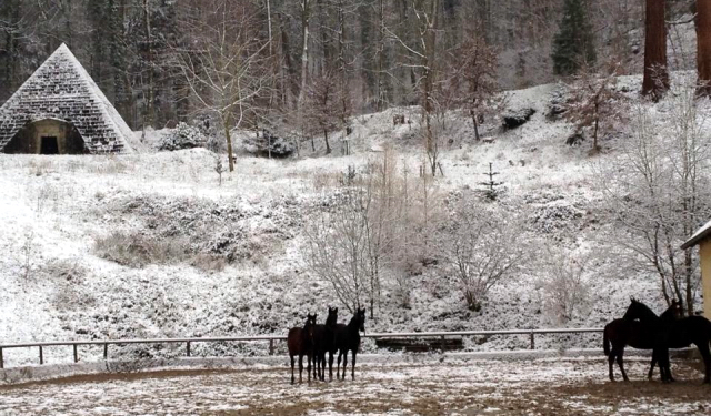 Die Jährlingshengste im Gestüt Hämelschenburg am 3. Januar 2016 -
Trakehner Gestüt Hämelschenburg