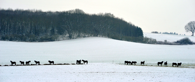 Die Hämelschenburger Zuchtstuten auf der Feldweide am 3. Januar 2016 -
Trakehner Gestüt Hämelschenburg