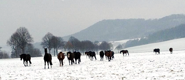 Die Hämelschenburger Zuchtstuten auf der Feldweide am 3. Januar 2016 -
Trakehner Gestüt Hämelschenburg