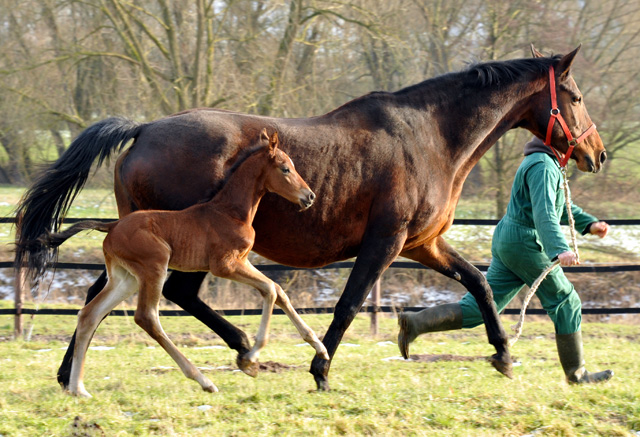 Trakehner colt by Saint Cyr uout of St.Pr.St. Guendalina by Red Patrick xx