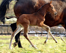 1 Tag alt: Hengstfohlen von Saint Cyr u.d. Pr.u.StPrSt. Guendalina v. Red Patrick xx, Foto: Beate Langels - Gestüt Hämelschenburg