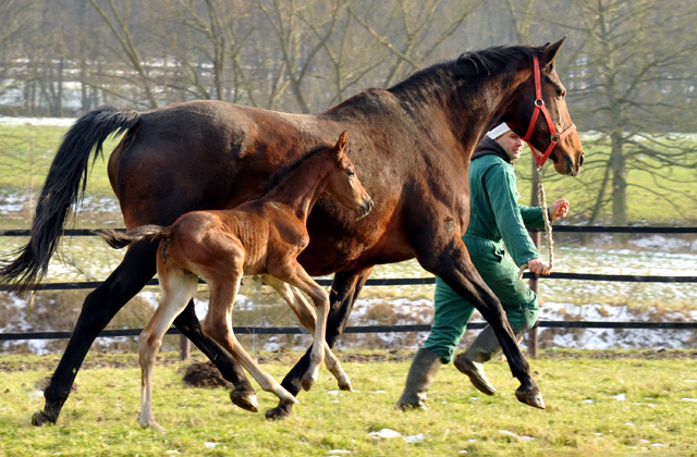 1 Tag alt - Hengstfohlen  von Saint Cyr u.d. Pr. u. St.Pr.St. Guendalina von Red Patrick xx