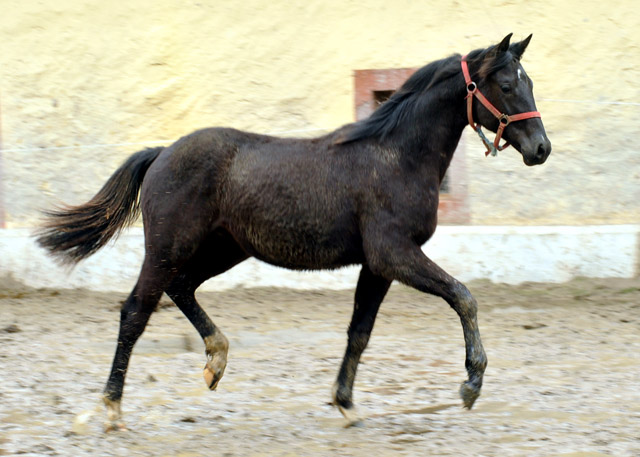 Trakehner Rapphengst von Saint Cyr u.d. Rubina v. Tycoon - Foto: Beate Langels - Trakehner Gestt Hmelschenburg