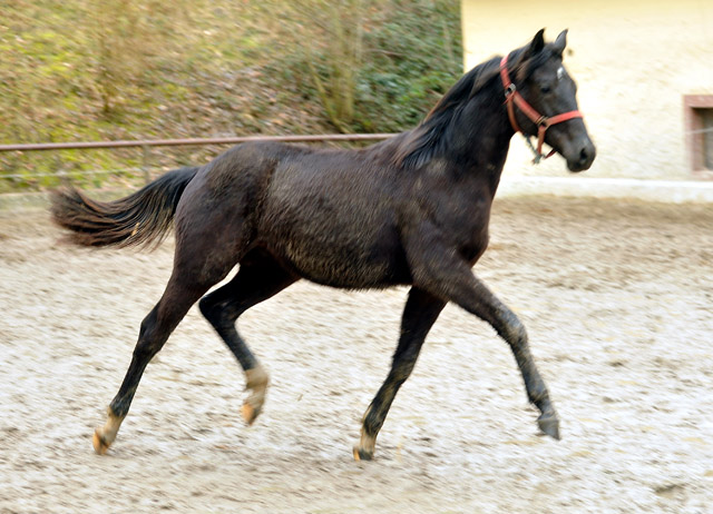 Trakehner Rapphengst von Saint Cyr u.d. Rubina v. Tycoon - Foto: Beate Langels - Trakehner Gestt Hmelschenburg