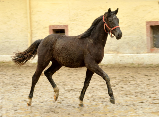 Trakehner Rapphengst von Saint Cyr u.d. Rubina v. Tycoon - Foto: Beate Langels - Trakehner Gestt Hmelschenburg