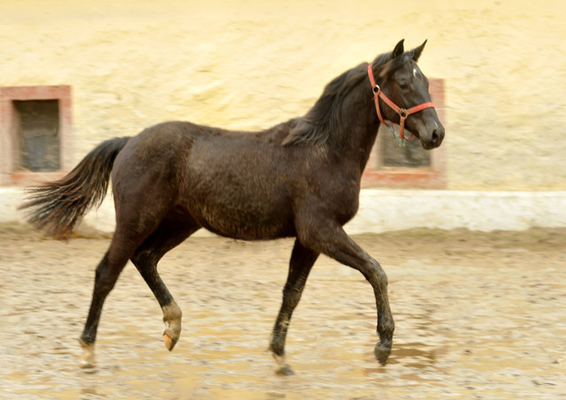 Trakehner Rapphengst von Saint Cyr u.d. Rubina v. Tycoon - Foto: Beate Langels - Trakehner Gestt Hmelschenburg