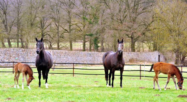 Unsere jungen Fohlen - Trakehner Gestt Hmelschenburg - Foto: Beate Langels