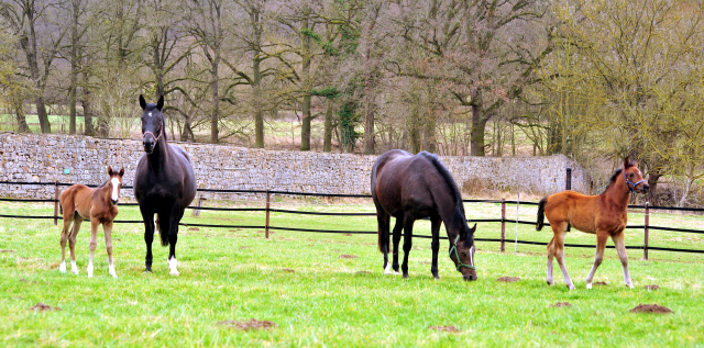 Unsere jungen Fohlen - Trakehner Gestt Hmelschenburg - Foto: Beate Langels