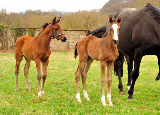 Unsere jungen Fohlen - Trakehner Gestt Hmelschenburg - Foto: Beate Langels