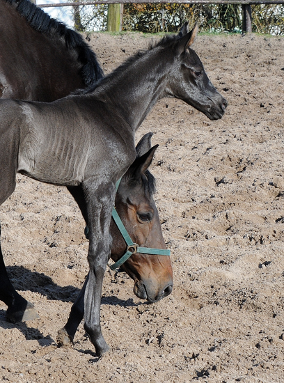 Trakehner Filly by Preuen Party x Imperio - Trakehner Gestt Hmelschenburg - Foto: Beate Langels - 
Trakehner Gestt Hmelschenburg