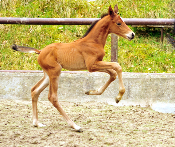 Trakehner Hengstfohlen von High Motion u.d. Pr.St. Karida v. Oliver Twist - Trakehner Gestt Hmelschenburg - Beate Langels