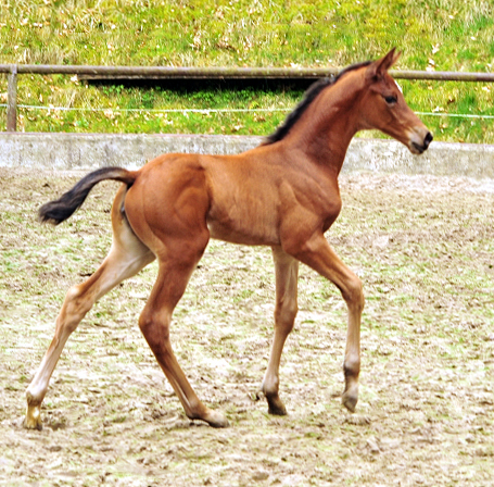 Stutfohlen von High Motion u.d. Schwalbenlicht v. Imperio - Trakehner Gestt Hmelschenburg - Beate Langels