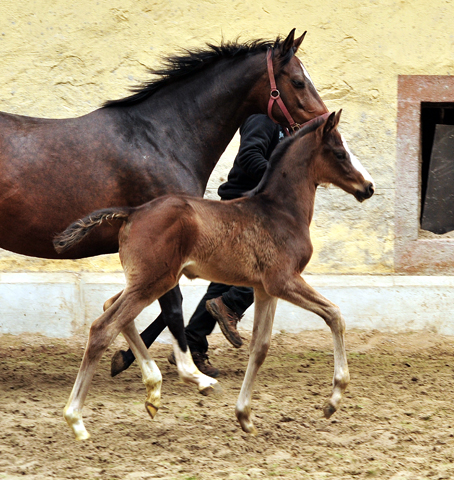 Oldenburger Hengstohlen von De Niro u.d. Schwalbendiva v. Totilas
 - Trakehner Gestt Hmelschenburg - Beate Langels