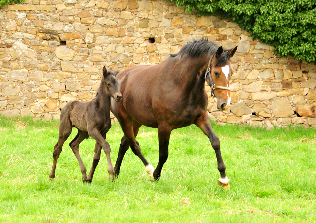 Trakehner Stutfohlen von Schwarzgold u.d. Pr.u.StPrSt. Tacyra v. Saint Cyr - Trakehner Gestt Hmelschenburg - Beate Langels