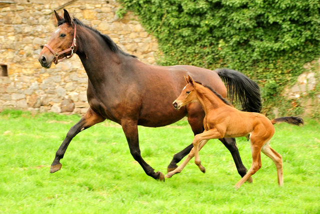 Stutfohlen von High Motion u.d. Schwalbenlicht v. Imperio - Trakehner Gestt Hmelschenburg - Beate Langels