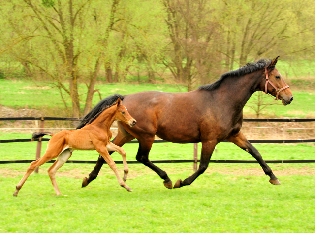 Stutfohlen von High Motion u.d. Schwalbenlicht v. Imperio - Trakehner Gestt Hmelschenburg - Beate Langels