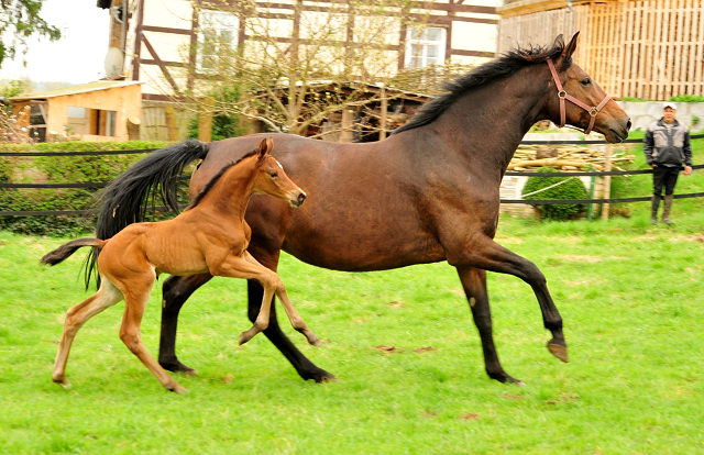 Stutfohlen von High Motion u.d. Schwalbenlicht v. Imperio - Trakehner Gestt Hmelschenburg - Beate Langels