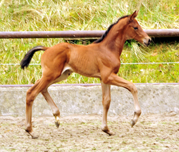 Schwalbe's Ass von High Motion u.d. Schwalbenlicht v. Imperio - Trakehner Gestt Hmelschenburg - Beate Langels