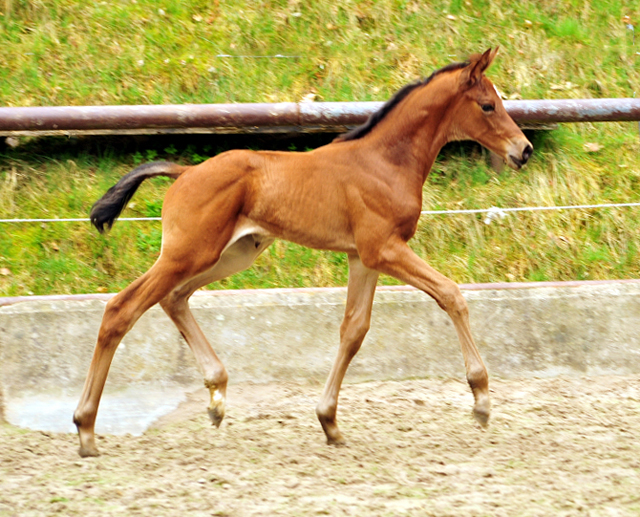 Stutfohlen von High Motion u.d. Schwalbenlicht v. Imperio - Trakehner Gestt Hmelschenburg - Beate Langels