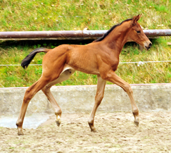 Stutfohlen von High Motion u.d. Schwalbenlicht v. Imperio - Trakehner Gestt Hmelschenburg - Beate Langels