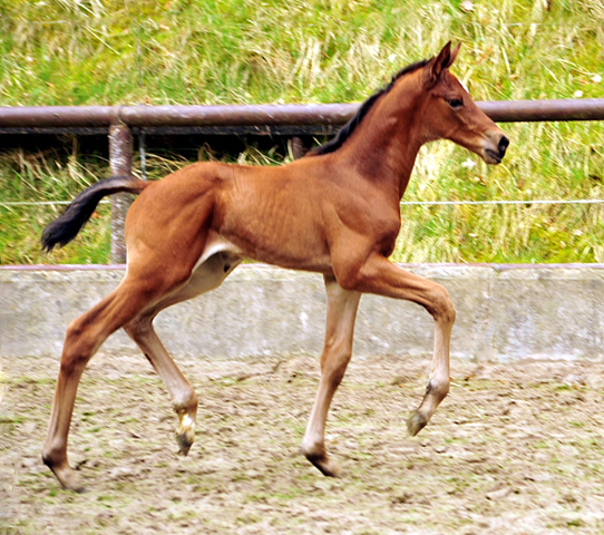 Stutfohlen von High Motion u.d. Schwalbenlicht v. Imperio - Trakehner Gestt Hmelschenburg - Beate Langels