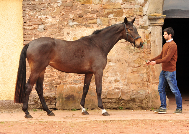 Sacre Saison - Trakehner Stute von Herbstknig u.d. Sacre Elysee v. Exclusiv - copyright Beate Langels, Trakehner 
Gestt Hmelschenburg