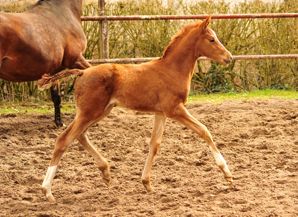 Glory Fire v. Alter Fritz x Sait Cyr - Trakehner Gestt Hmelschenburg - Foto: Beate Langels