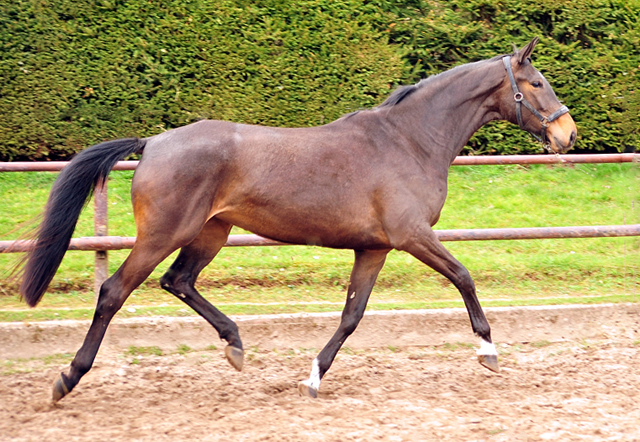 Sacre Saison - Trakehner Stute von Herbstknig u.d. Sacre Elysee v. Exclusiv - copyright Beate Langels, Trakehner 
Gestt Hmelschenburg