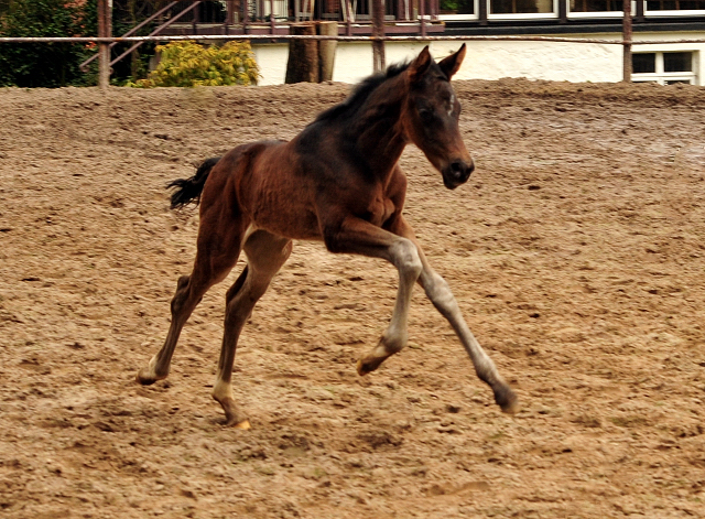 Schwalben Surprise v. Quantensprung x Totilas im Trakehner  Gestt Hmelschenburg