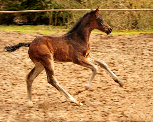 Schwalben Surprise v. Quantensprung x Totilas im Trakehner  Gestt Hmelschenburg