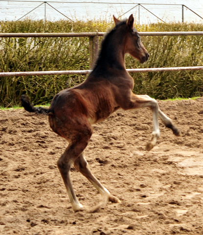 Schwalben Surprise v. Quantensprung x Totilas im Trakehner  Gestt Hmelschenburg